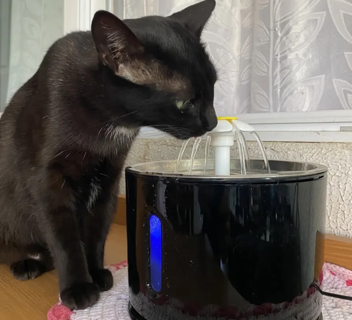 🐶 Bebedouro Pet Fonte Água 2,4 Litros Filtro Automático